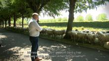 Schapen grazen langs grachtkanten Schoonselhof Fons Duchateau Astad TV Borgerhout TV